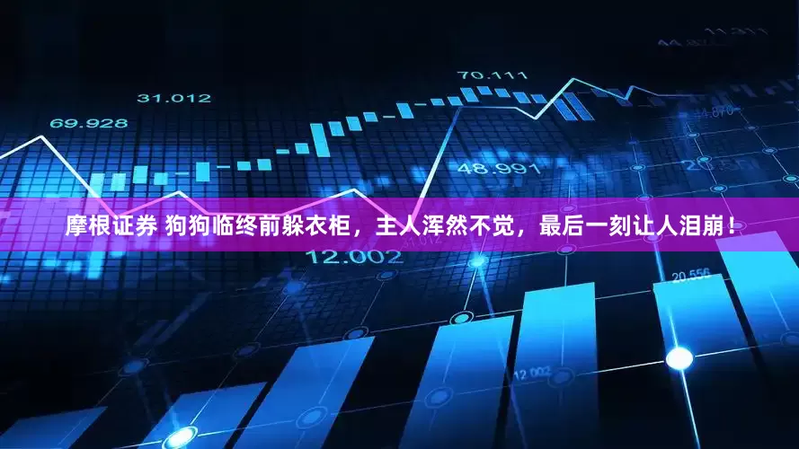 摩根证券 狗狗临终前躲衣柜，主人浑然不觉，最后一刻让人泪崩！