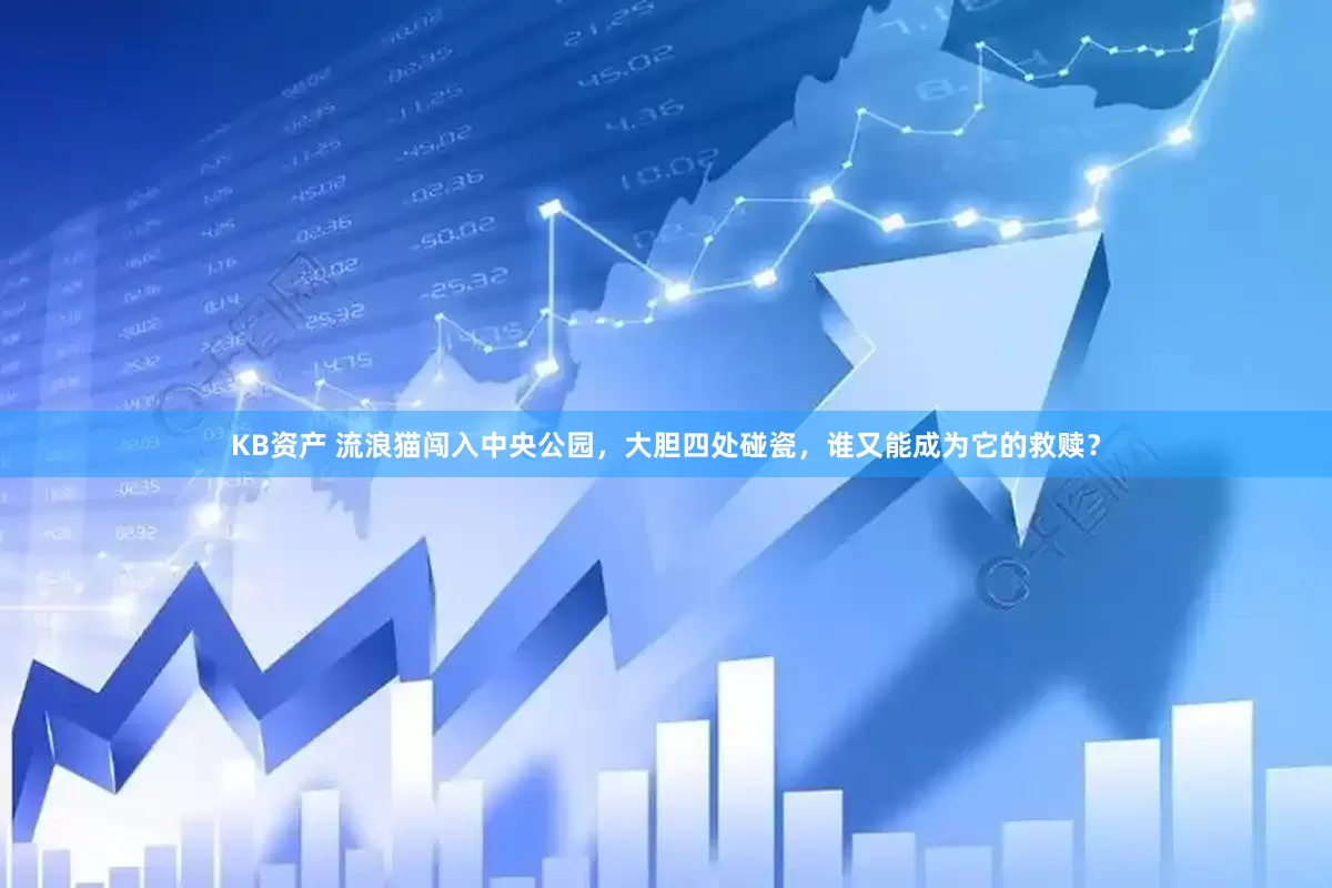 KB资产 流浪猫闯入中央公园，大胆四处碰瓷，谁又能成为它的救赎？